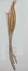 lateral epicondyle of humerus