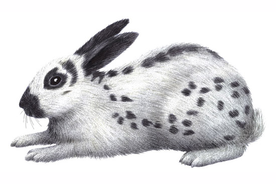 Spotted English Rabbit