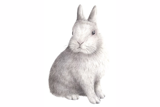 Netherland Dwarf Rabbit