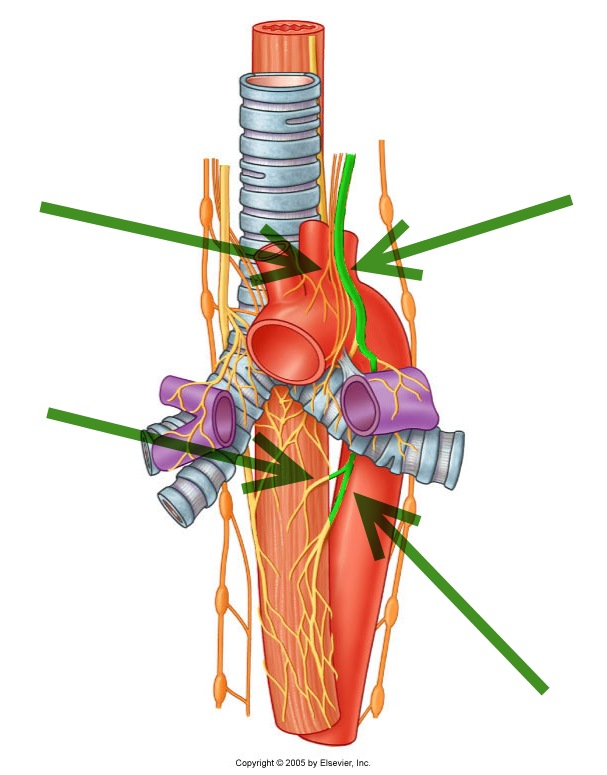 Vagus Nerve: Left Vagus Nerve