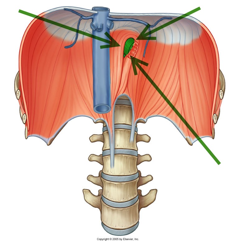 Level 22 Durham University Medicine (Year One), Memrise