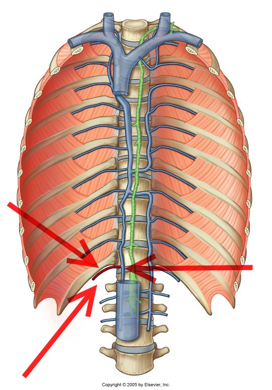 Level 25 - Durham University Medicine (Year One), - Memrise