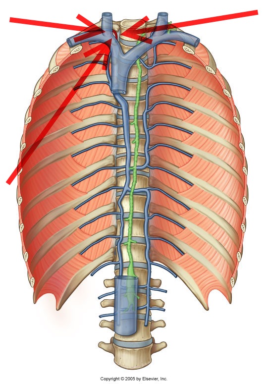 Level 25 - Durham University Medicine (year One), - Memrise