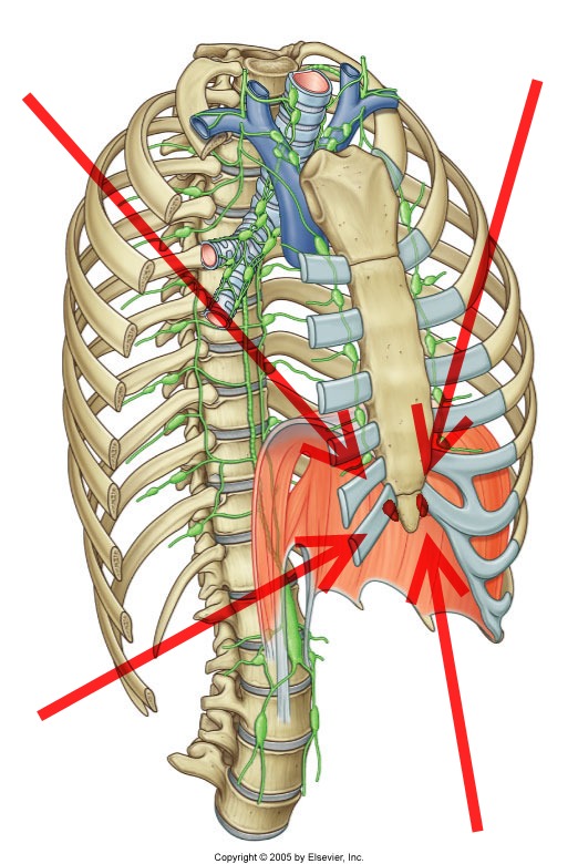 Level 26 - Durham University Medicine (Year One), - Memrise