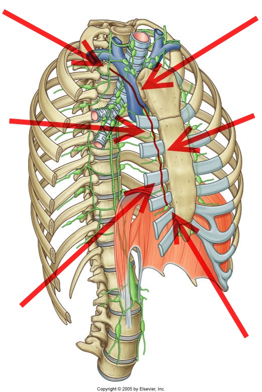 Level 26 - Durham University Medicine (Year One), - Memrise