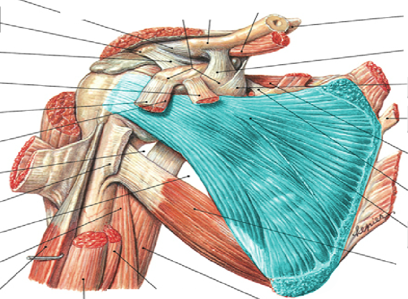 Level 9 - Gelenke, Knochenpunkte etc, - Memrise