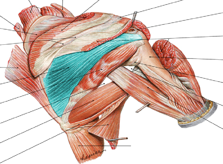 Level 9 - Gelenke, Knochenpunkte etc, - Memrise