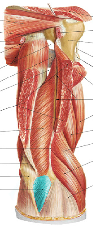 Level 9 - Gelenke, Knochenpunkte etc, - Memrise