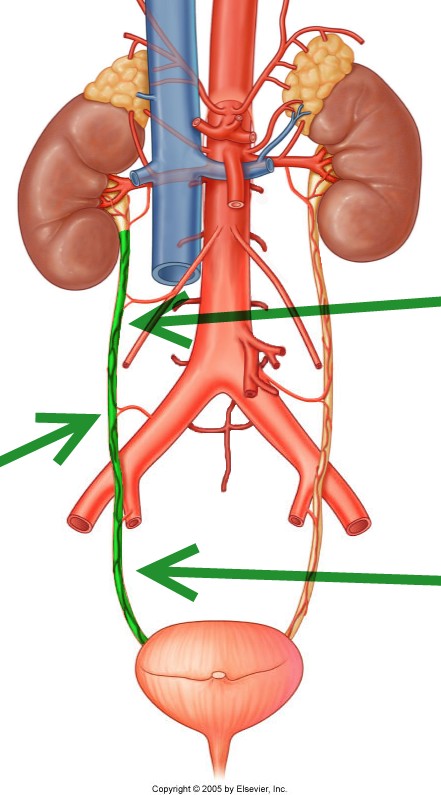 Level 34 - Durham University Medicine (Year One), - Memrise