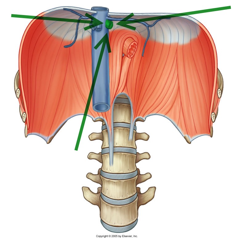 Level 22 - Durham University Medicine (Year One), - Memrise