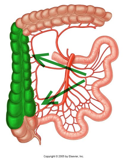 Level 40 - Durham University Medicine (Year One), - Memrise