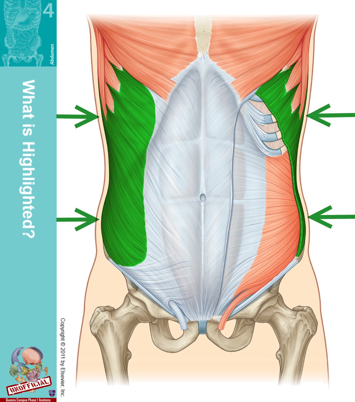 Level 47 - Durham University Medicine (Year One), - Memrise