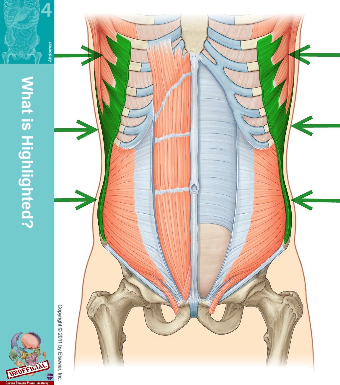 Level 49 - Durham University Medicine (Year One), - Memrise