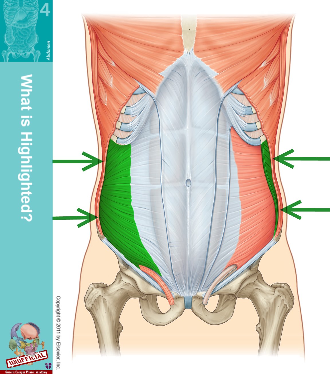 Level 48 - Durham University Medicine (Year One), - Memrise