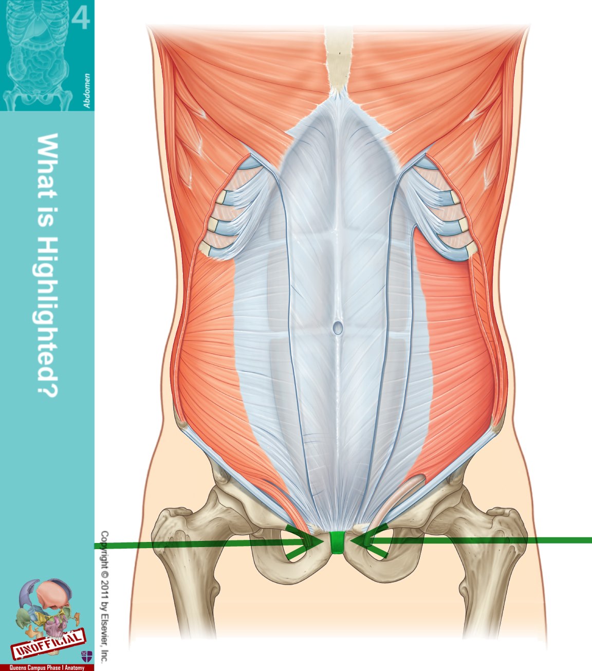 Level 48 Durham University Medicine (Year One), Memrise