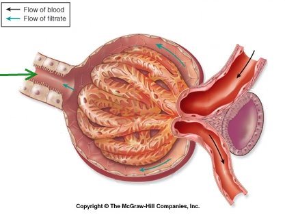 trophoblastic thesis of cancer trophoblastic thesis of cancer
