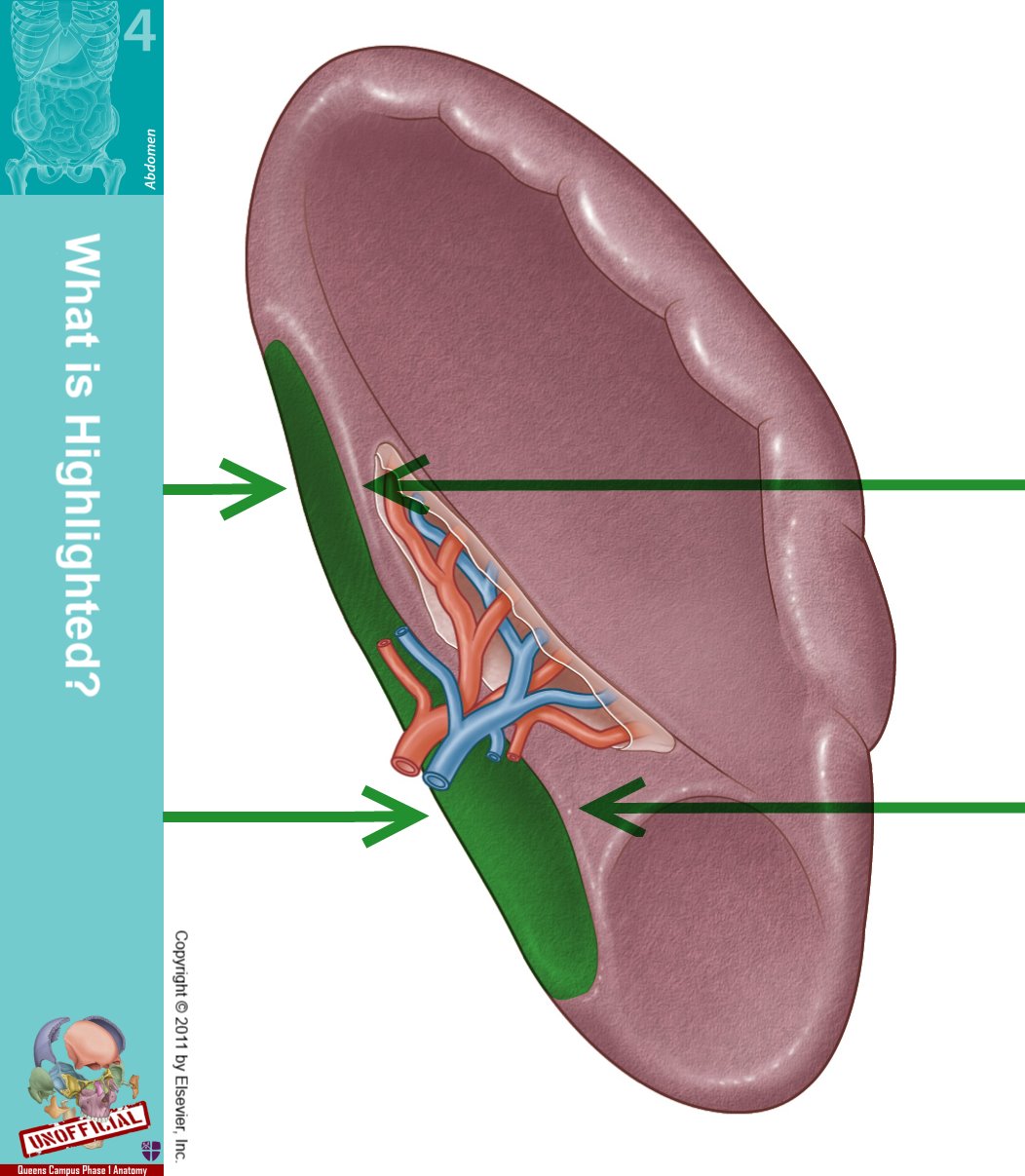 the spleen essay The relationship of the spleen to the left liver lobe and inferior third of the determination of splenomegaly by ct: is there a place for a single measurement. the spleen essay The relationship of the spleen to the left liver lobe and inferior third of the determination of splenomegaly by ct: is there a place for a single measurement.