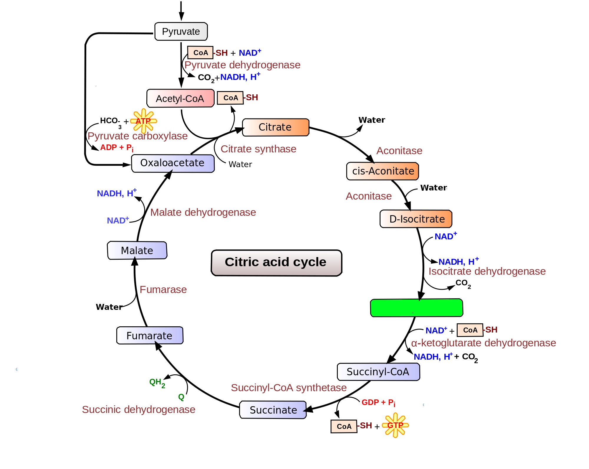 Level 80 - Durham University Medicine (Year One), - Memrise