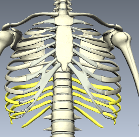 Level 21 - Human Anatomy, - Memrise