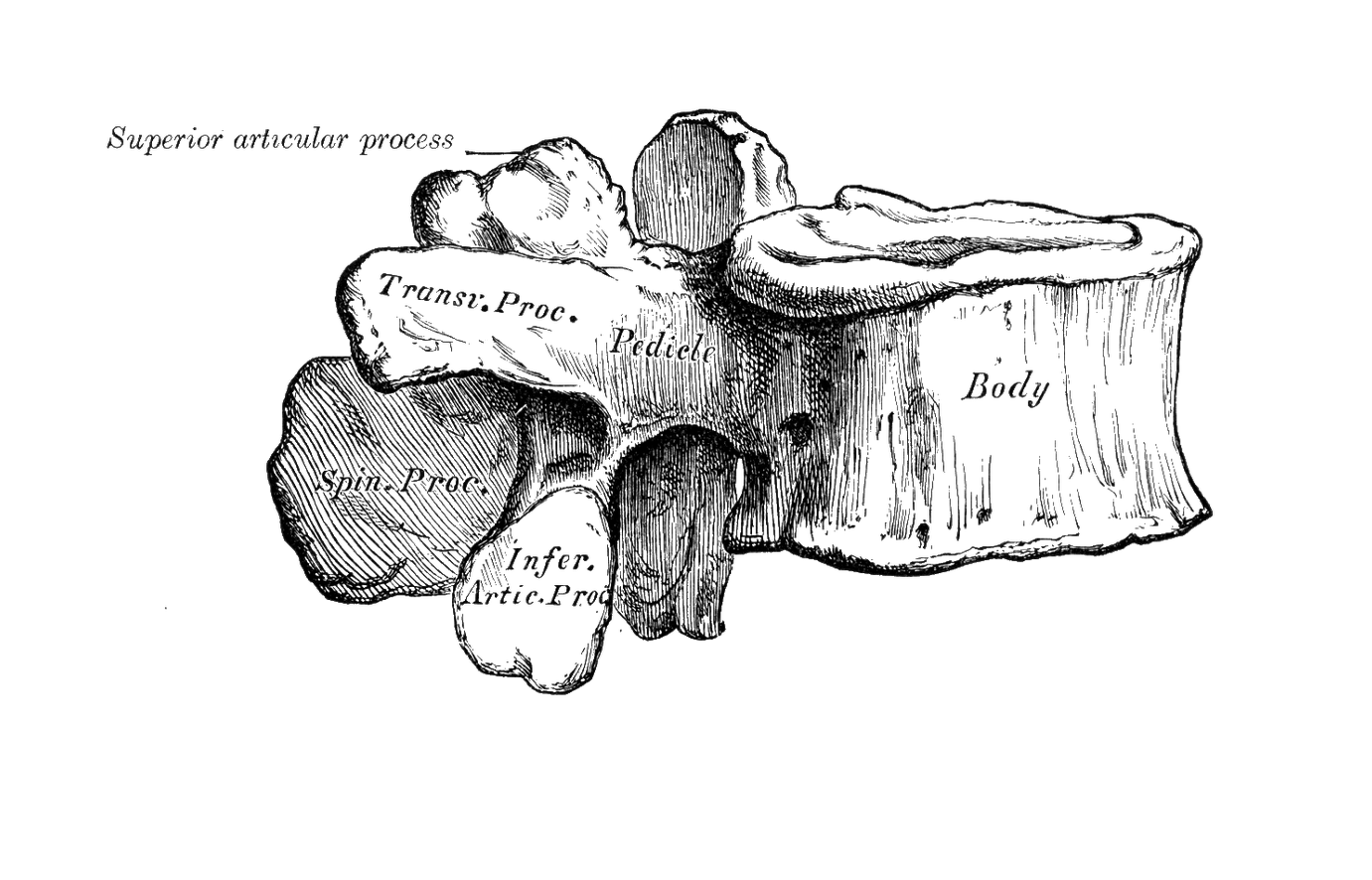 Level 2 - Gray's Anatomy, - Memrise