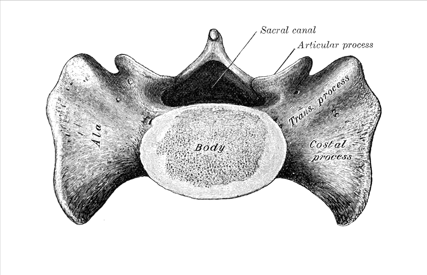 Level 2 - Gray's Anatomy, - Memrise