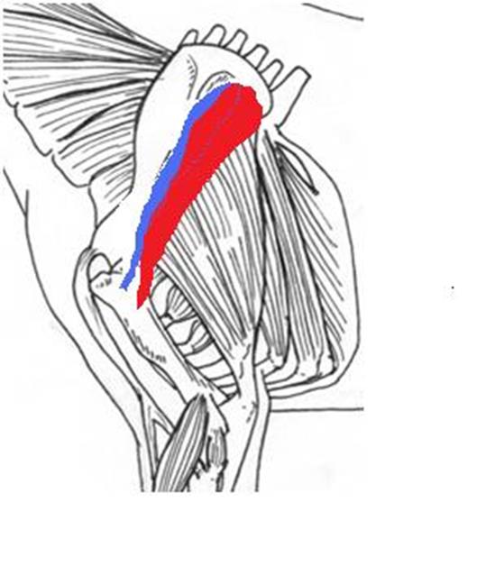 Level 4 - Equine Muscle anatomy, - Memrise