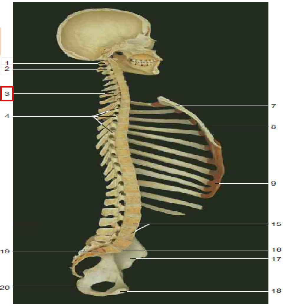Level 2 - grays anatomy, - Memrise