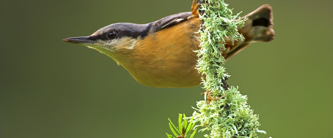 level 3 uk bird identification memrise level 3 uk bird identification memrise