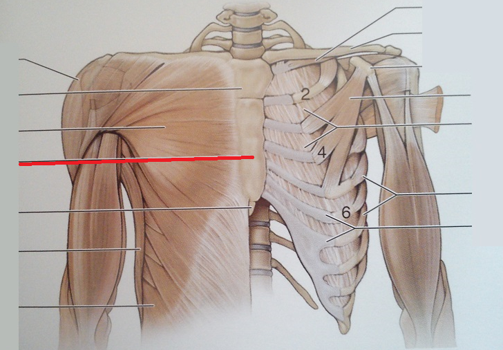 Level 19 - Anatomy of the Extremities, - Memrise