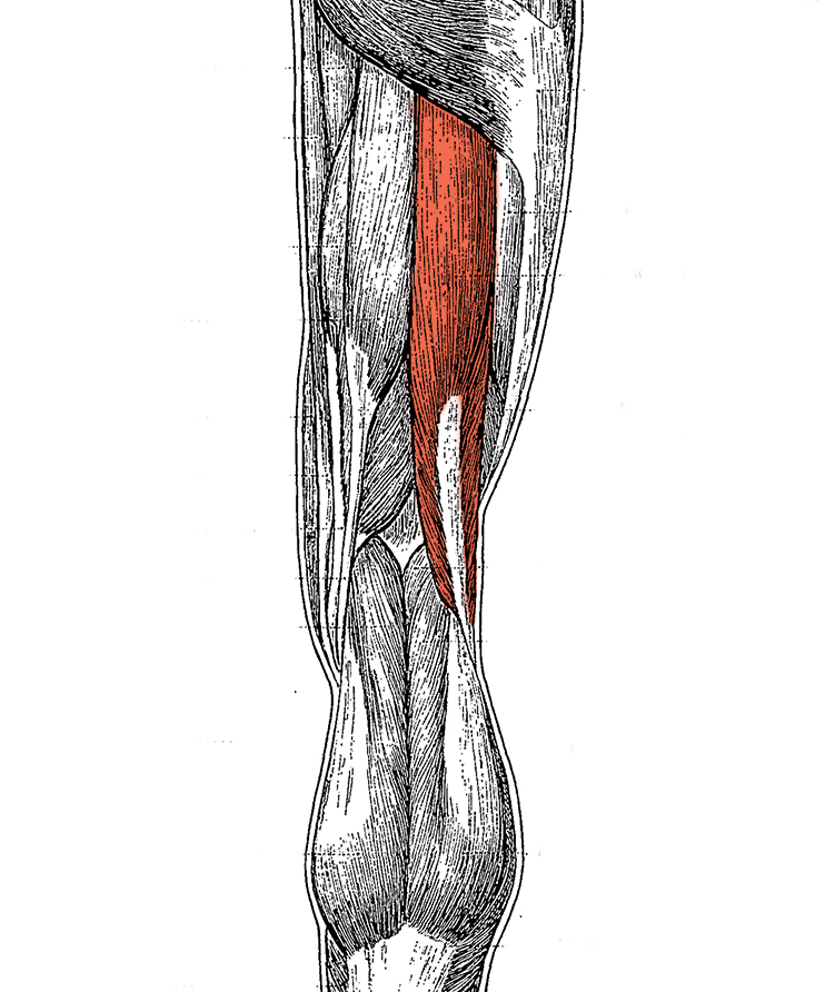 Level 5 - Artistic Anatomy, - Memrise