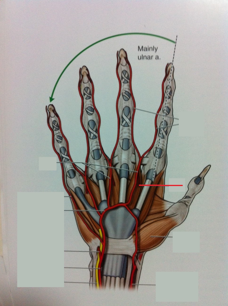 Level 85 - Anatomy of the Extremities, - Memrise