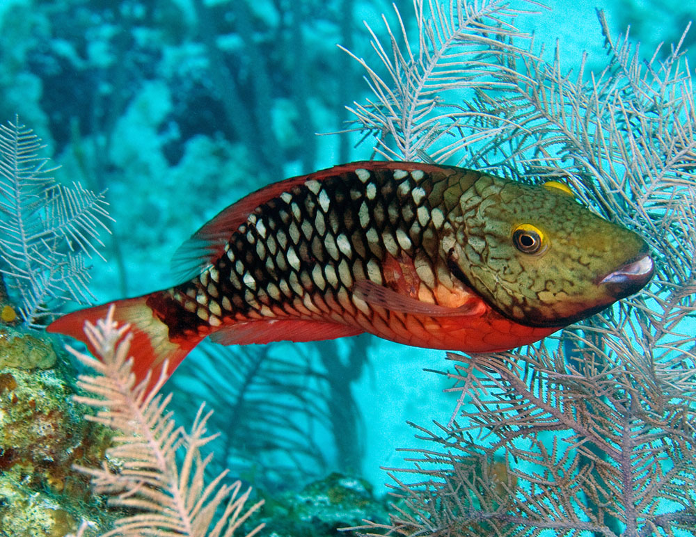 Image result for stoplight parrotfish color changes