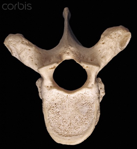 Level 3 - Anatomy and Physiology I, christyvoss - Memrise