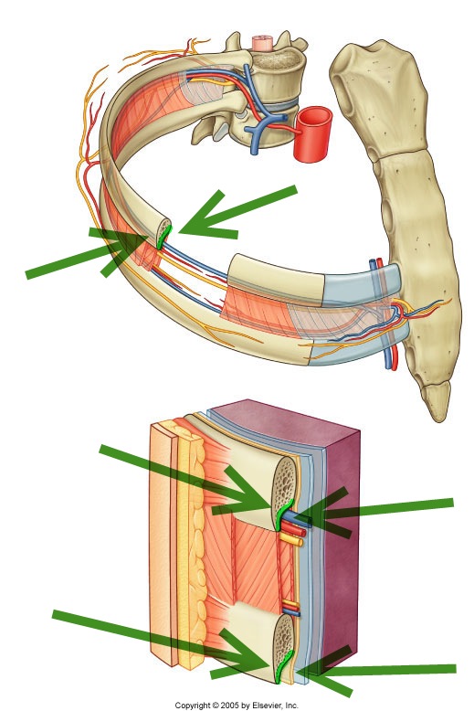 Level 19 Durham University Medicine (Year One), Memrise