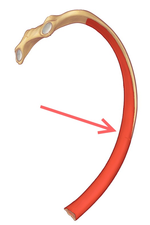 Level 3 Durham University Medicine (Year One), Memrise