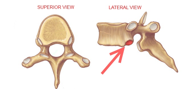 Level 5 - Durham University Medicine (Year One), - Memrise