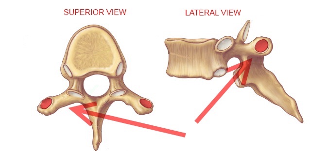 Level 5 - Durham University Medicine (Year One), - Memrise