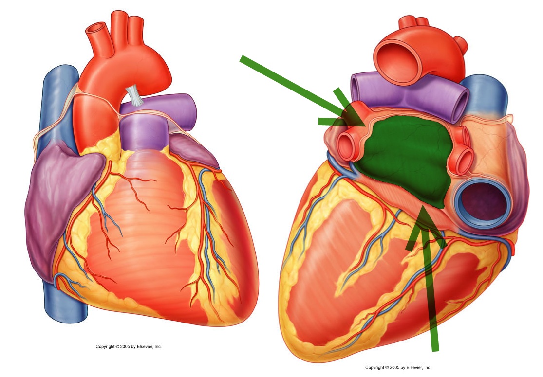 Level 13 - Durham University Medicine (year One), - Memrise