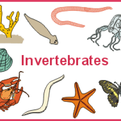 Invertebrate21 - Memrise