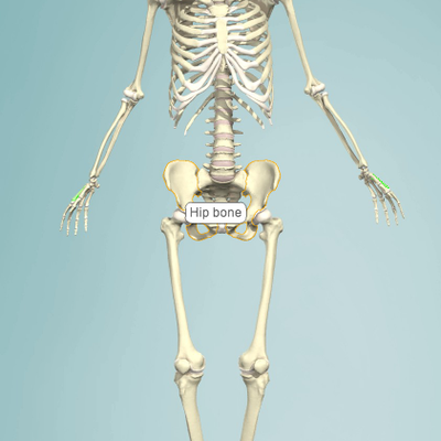 Level 3 - Gross anatomy of bone - Skeletal System - Memrise