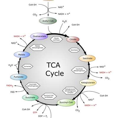 The TCA Cycle - by RicardaM - Memrise