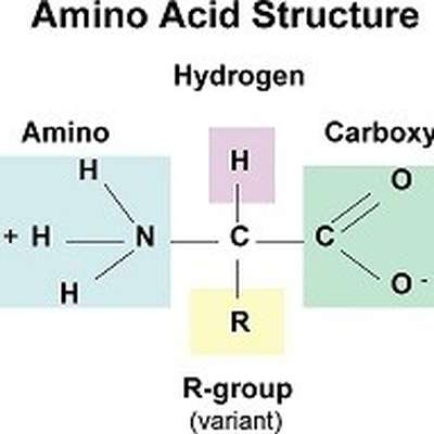 Amino Acid Structures - by hpyhpyjoyjoy - Memrise