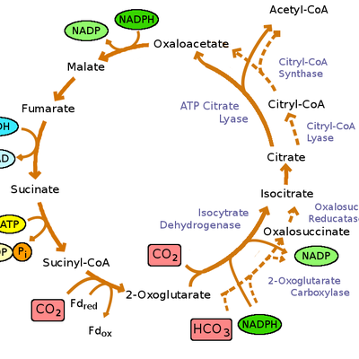 (A2 - OCR) Biology - F214 - 4 - Respira… - by LoperDoper - Memrise