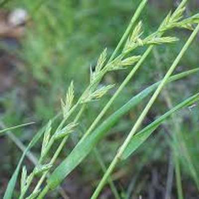 Common UK grasses, sedges & rushes - Memrise