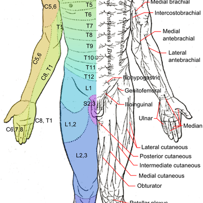 Musculoskeletal Neuroanatomy - by Tanoshii - Memrise