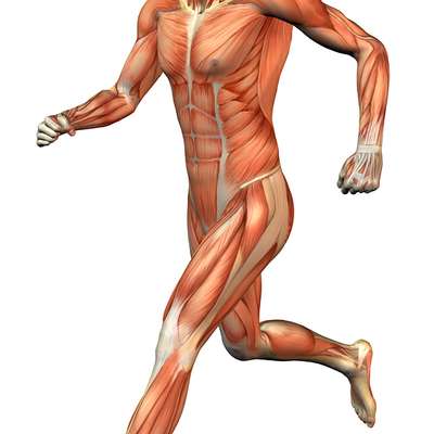 Muscle Names Gcse Pe : 2 252 Top Muscular System Teaching Resources