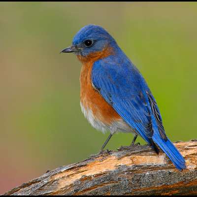 Birds of the Ozarks, US - by erdenham - Memrise