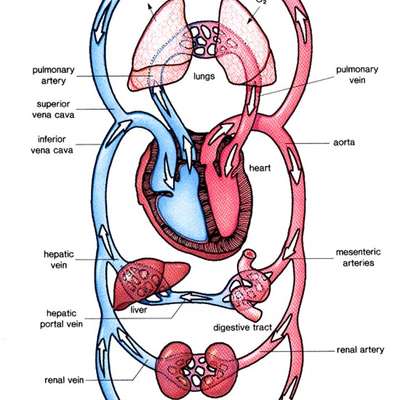Level 2 - Arteries - Circulatory system - Memrise