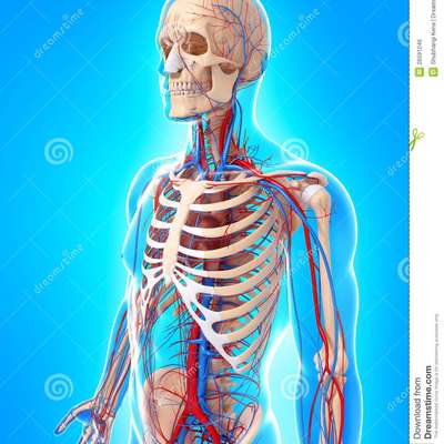 Circulatory System - by Memorymanny23 - Memrise