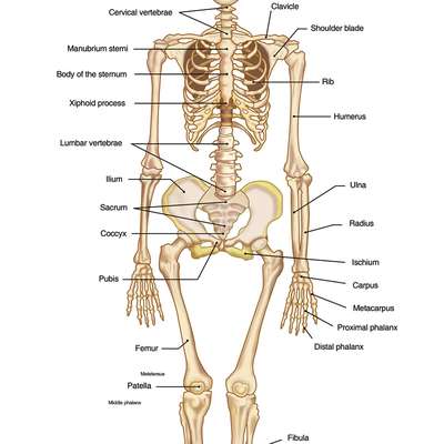 Level 2 - Bones - Biology (Webster) - Skin, Muscle, and Bones - Memrise